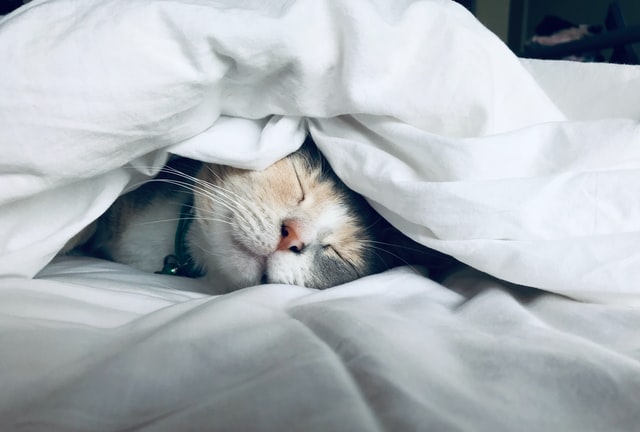 ¿Cuántas horas hay que dormir? La ciencia responde